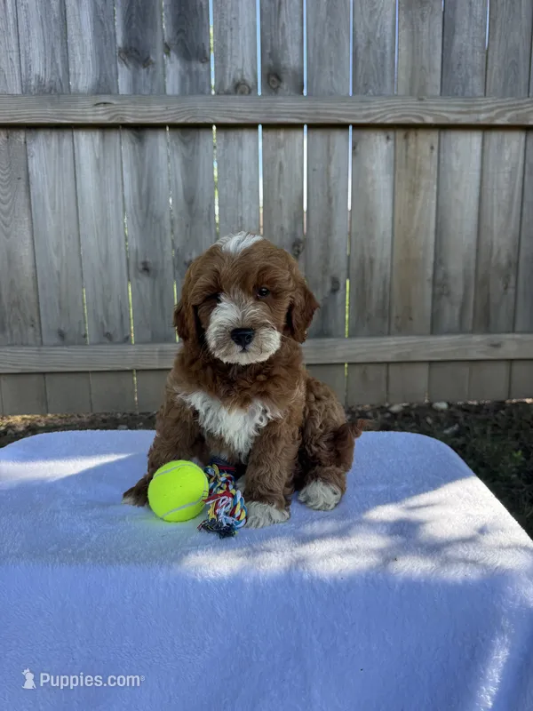 Simba – Miniature Goldendoodle puppy for sale in Nashville, TN