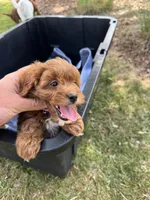 Sage (micro mini), a female Miniature Goldendoodle for sale in Nashville, TN – Photo 3 of 5