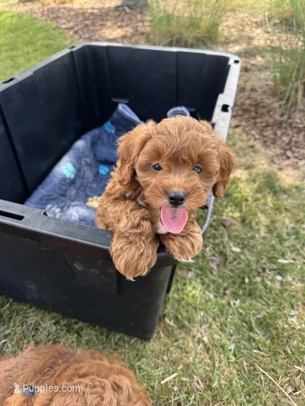 Sage (micro mini) – Miniature Goldendoodle puppy for sale in Nashville, TN