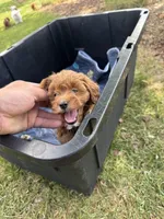 Sage (micro mini), a female Miniature Goldendoodle for sale in Nashville, TN – Photo 4 of 5