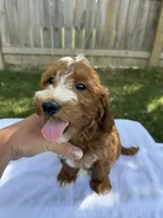 Jase, a male Miniature Goldendoodle for sale in Nashville, TN – 5 of 6