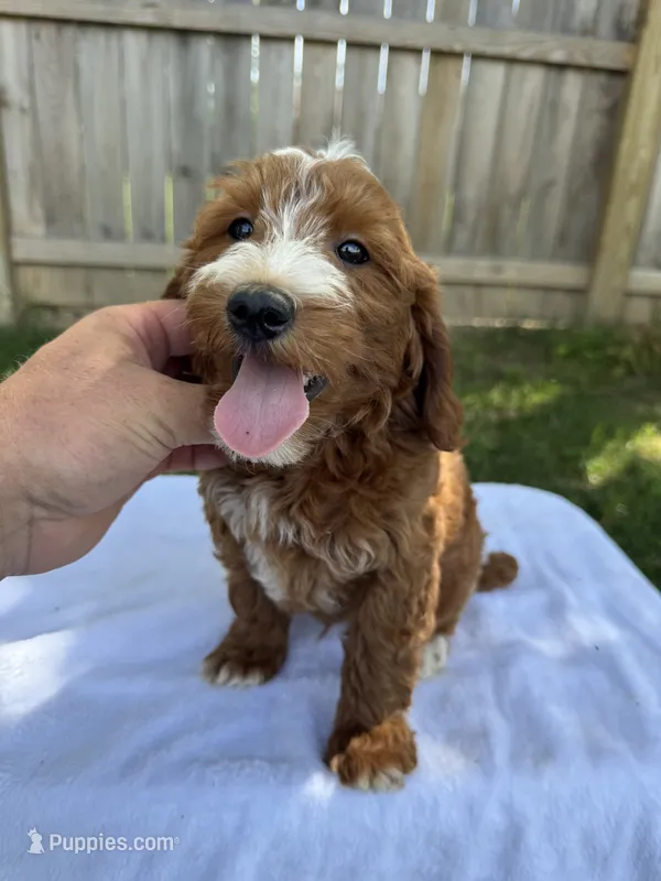 Jase – Miniature Goldendoodle puppy for sale in Nashville, TN