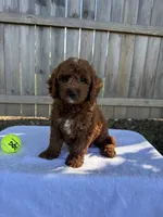 Sam, a male Miniature Goldendoodle for sale in Nashville, TN – 2 of 5