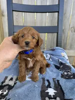Samantha, a female Miniature Goldendoodle for sale in Nashville, TN – Photo 4 of 7