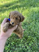 Samantha, a female Miniature Goldendoodle for sale in Nashville, TN – Photo 5 of 7