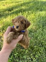 Samantha, a female Miniature Goldendoodle for sale in Nashville, TN – Photo 6 of 7
