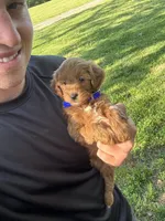 Samantha, a female Miniature Goldendoodle for sale in Nashville, TN – Photo 3 of 7