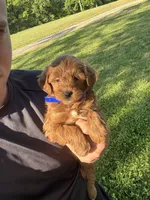 Samantha, a female Miniature Goldendoodle for sale in Nashville, TN – Photo 2 of 7