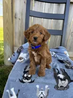 Samantha, a female Miniature Goldendoodle for sale in Nashville, TN – Photo 1 of 7
