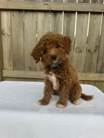 Sidney (micro mini), a female Miniature Goldendoodle for sale in Nashville, TN – 3 of 7
