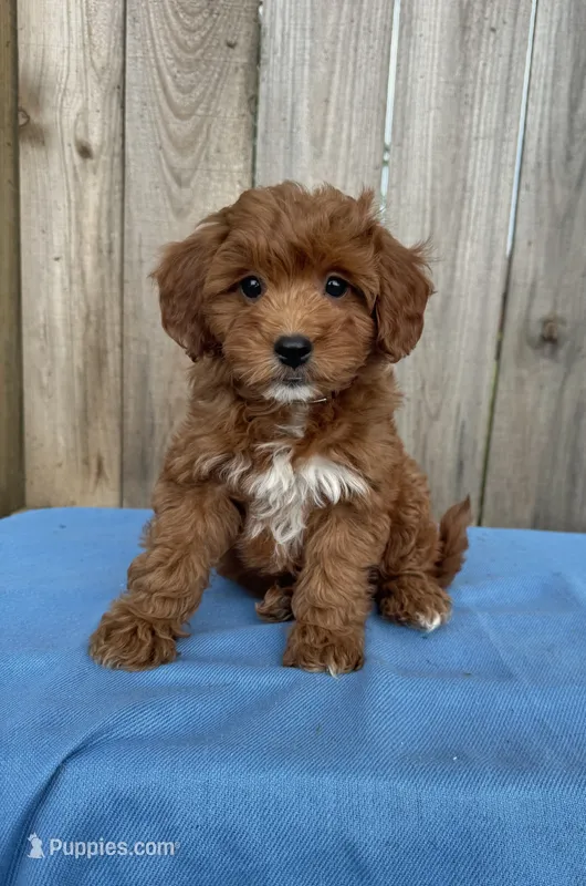 Sage (micro mini) – Miniature Goldendoodle puppy for sale in Nashville, TN