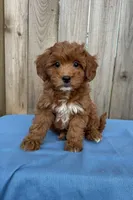 Sage (micro mini), a female Miniature Goldendoodle for sale in Nashville, TN – 1 of 8
