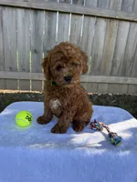 Scout, a male Miniature Goldendoodle for sale in Nashville, TN – 3 of 7
