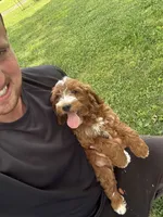 Jase, a male Miniature Goldendoodle for sale in Nashville, TN – 4 of 6