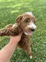 Jase, a male Miniature Goldendoodle for sale in Nashville, TN – 6 of 6