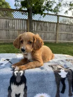 Bruno, a male Miniature Goldendoodle for sale in Nashville, TN – 2 of 6