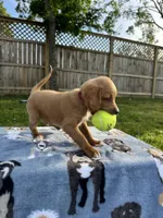 Bruno, a male Miniature Goldendoodle for sale in Nashville, TN – 4 of 6