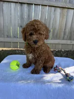 Scout, a male Miniature Goldendoodle for sale in Nashville, TN – 5 of 7