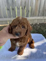 Sam, a male Miniature Goldendoodle for sale in Nashville, TN – 3 of 5