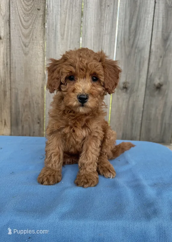 Sarah – Miniature Goldendoodle puppy for sale in Nashville, TN