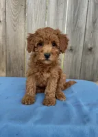 Sarah, a female Miniature Goldendoodle for sale in Nashville, TN – 1 of 4