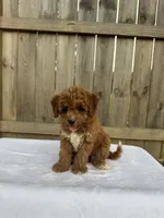 Sophie (micro Mini), a female Miniature Goldendoodle for sale in Nashville, TN – 5 of 7