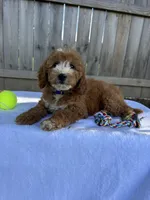 Sydney, a female Miniature Goldendoodle for sale in Nashville, TN – 5 of 7