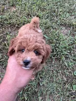 Sophie (micro Mini), a female Miniature Goldendoodle for sale in Nashville, TN – 3 of 7