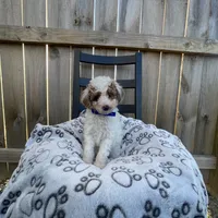 Brittney (micro mini), a female Miniature Goldendoodle for sale in Nashville, TN – Photo 7 of 7