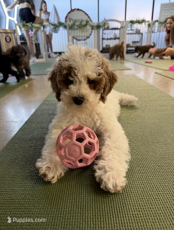 Brittney (micro mini) – Miniature Goldendoodle puppy for sale in Nashville, TN