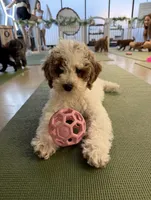 Brittney (micro mini), a female Miniature Goldendoodle for sale in Nashville, TN – Photo 1 of 10