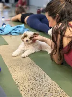 Brittney (micro mini), a female Miniature Goldendoodle for sale in Nashville, TN – Photo 10 of 10