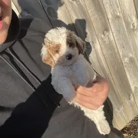Brittney (micro mini), a female Miniature Goldendoodle for sale in Nashville, TN – Photo 6 of 7