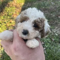 Brittney (micro mini), a female Miniature Goldendoodle for sale in Nashville, TN – Photo 1 of 7