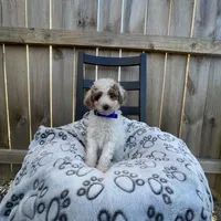 Brittney (micro mini), a female Miniature Goldendoodle for sale in Nashville, TN – Photo 2 of 7