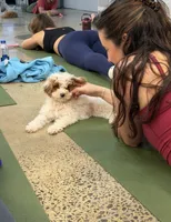 Brittney (micro mini), a female Miniature Goldendoodle for sale in Nashville, TN – Photo 2 of 10