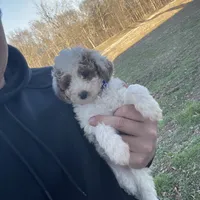 Brittney (micro mini), a female Miniature Goldendoodle for sale in Nashville, TN – Photo 5 of 7