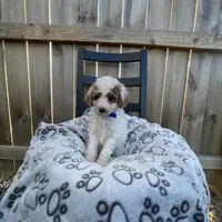 Brittney (micro mini), a female Miniature Goldendoodle for sale in Nashville, TN – Photo 4 of 7