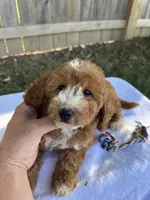 Sydney, a female Miniature Goldendoodle for sale in Nashville, TN – 2 of 7