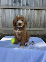 Sydney, a female Miniature Goldendoodle for sale in Nashville, TN – 4 of 7