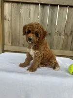 Sophie (micro Mini), a female Miniature Goldendoodle for sale in Nashville, TN – 6 of 7