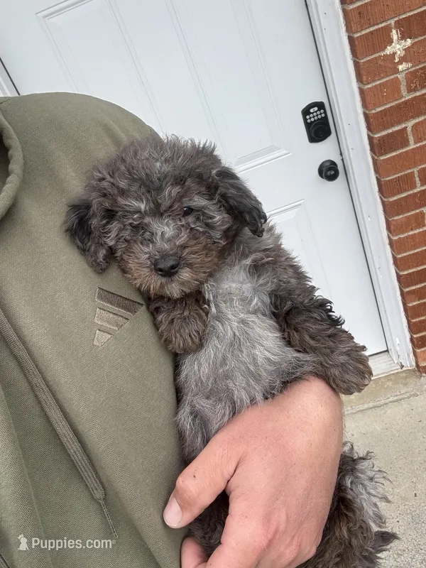 Charlie (micro mini), a male Miniature Goldendoodle for sale in Nashville, TN – Photo 1 of 5