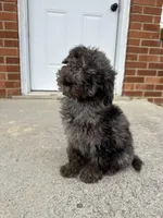 Charlie (micro mini), a male Miniature Goldendoodle for sale in Nashville, TN – Photo 3 of 5