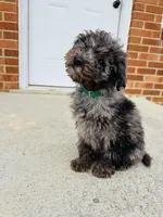 Charlie (micro mini), a male Miniature Goldendoodle for sale in Nashville, TN – Photo 4 of 5
