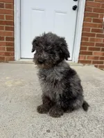 Charlie (micro mini), a male Miniature Goldendoodle for sale in Nashville, TN – Photo 5 of 5
