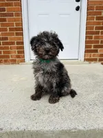 Charlie (micro mini), a male Miniature Goldendoodle for sale in Nashville, TN – Photo 2 of 5