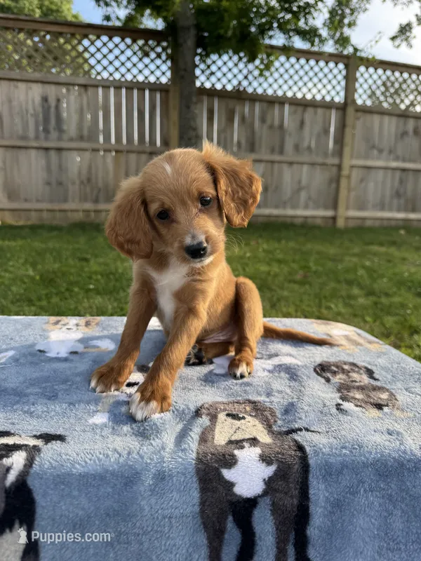 Bruno – Miniature Goldendoodle puppy for sale in Nashville, TN