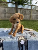 Bruno, a male Miniature Goldendoodle for sale in Nashville, TN – 1 of 6