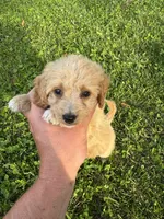 Bailey, a male Miniature Goldendoodle for sale in Nashville, TN – 2 of 2