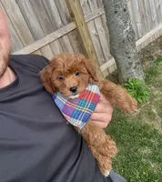 Sage (micro mini), a female Miniature Goldendoodle for sale in Nashville, TN – 2 of 8